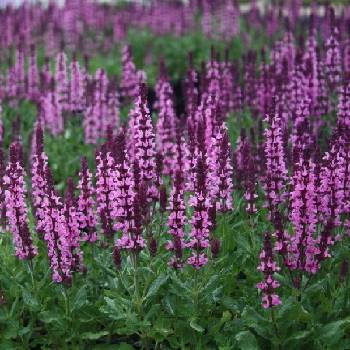 Шалфей Salvia nemorosa ‘Pink Field’ 